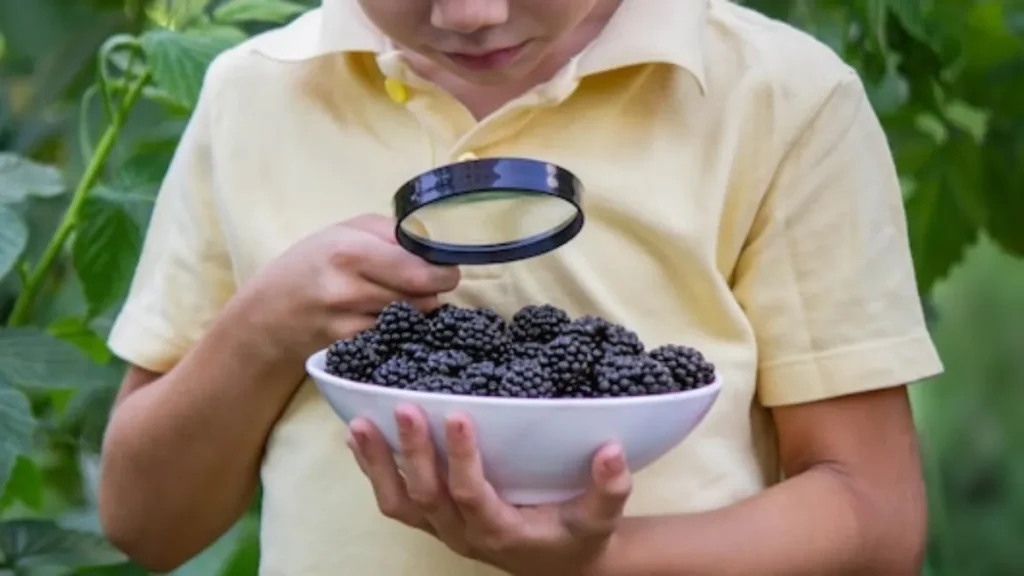 High-Risk Berry Recall